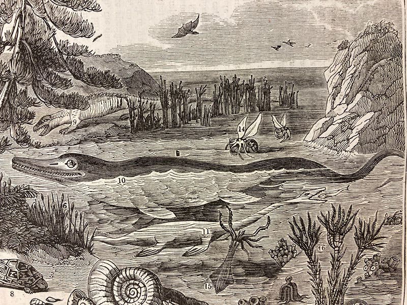 Megalosaurus (9), Ichthyosaurus (10) and Plesiosaurus (11), detail of woodcut, The Penny Magazine, vol. 2, no. 100, p. 408, Oct. 26, 1833 (The Linda Hall)