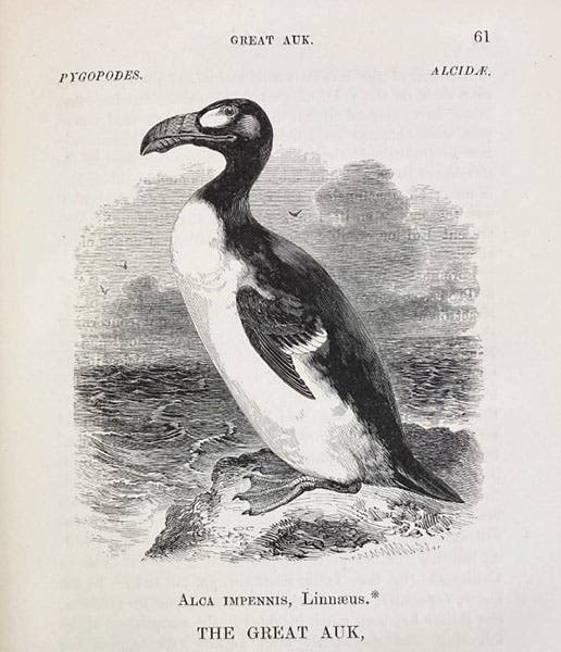 Great auk, wood engraving, William Yarrell, History of British Birds, 4th ed., vol. 4, 1871-85 (Linda Hall Library)