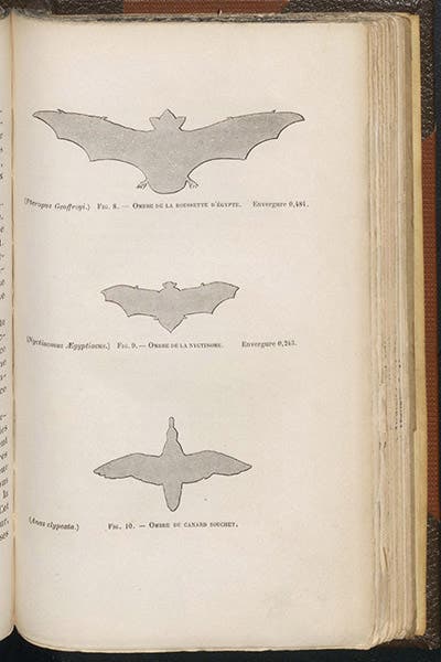 Silhouettes of two bats and a duck, Louis Mouillard, L'Empire de l'Air, 1881 (Linda Hall Library)