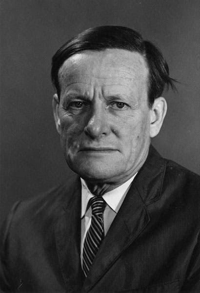 Portrait of G. Ledyard Stebbins, undated photograph, University Libraries, Department of Special Collections, University of California, Davis (oac.cdlib.org)