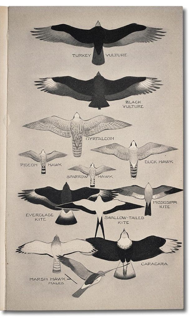 Peterson focused on field identification and included illustrating birds as people would most likely see them. This plate is an excellent example, depicting vultures and raptors flying above and a Marsh Hawk hovering over a field. Peterson, Roger Tory. A Field Guide to the Birds; Giving Field Marks of All Species Found in Eastern North America. Boston: Houghton Mifflin Company, 1934. View Source.
