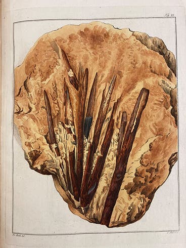 Fossil plants, hand-colored engraving, Kaspar Maria von Sternberg, <i>Versuch der Flora der Vorwelt</i>, 1820 (Linda Hall Library)