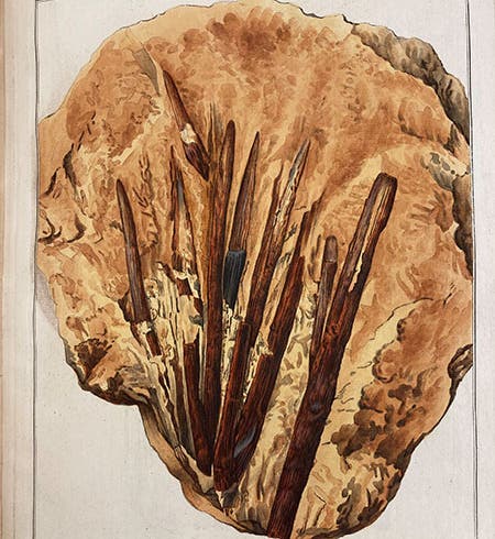 Fossil plants, hand-colored engraving, Kaspar Maria von Sternberg, <i>Versuch der Flora der Vorwelt</i>, 1820 (Linda Hall Library)