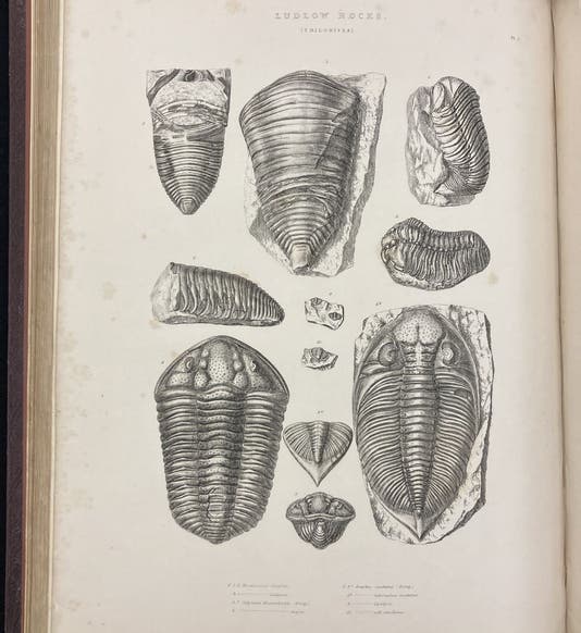 Portrait of Roderick Murchison, lithograph by Thomas H. Maguire, 1849, Wellcome Collection, London (wellcomcollection.org)
