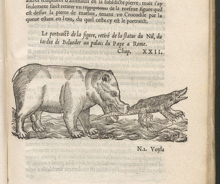 A hippopotamus and a crocodile, from an ancient statue of a River God in the Belvedere palace of the Pope in Rome, woodcut in L'histoire naturelle des estranges poissons marins, by Pierre Belon, 1551 (Linda Hall Library)
