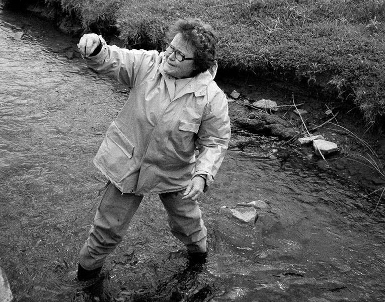Ruth Patrick, limnologist at work, photograph, New York Times, Obituary, Sep. 23, 2013 (nytimes.com)