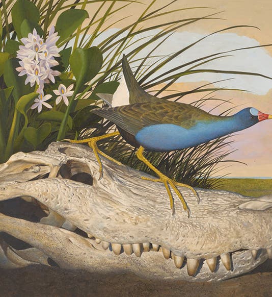 Purple gallinule, original watercolor by Scott and Stuart Gentling, 1982-85 (Amon Carter Museum, Fort Worth, Texas)