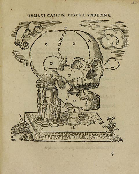 A skull, and a mememto mori, woodcut in Johann Dryander, Anatomiae, hoc est, corporis humani dissectionis pars prior, 1537, National Library of Medicine (collections.nlm.nih.gov)
