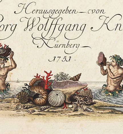 Title-page vignette, engraving, in Georg Wolfgang Knorr, <i>Deliciae naturae selectae</i>, 1766-67 (Linda Hall Library)