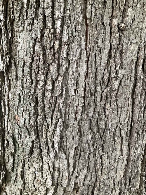 Hybrid Oak bark
