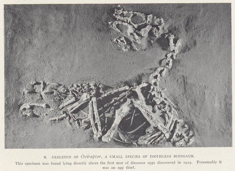 Skeleton of the first Oviraptor fossil skeleton, discovered very near the dinosaur eggs, photograph in The New Conquest of Central Asia, by Roy Chapman Andrews et al., 1932 (Linda Hall Library)