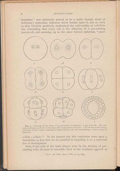 Cell division, text diagram in The Cell in Development and Inheritance, by Edmund Beecher Wilson, p. 28, 1896 (Linda Hall Library)