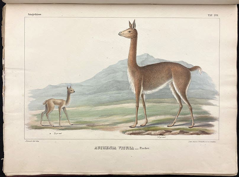 Vicuña (Auchenia vicuna), lithograph by E.O. Schmidt, Untersuchungen über die fauna Peruana, by Johann Jakob von Tschudi, vol. 1, Therologie, plate 17, 1844 (Linda Hall Library)