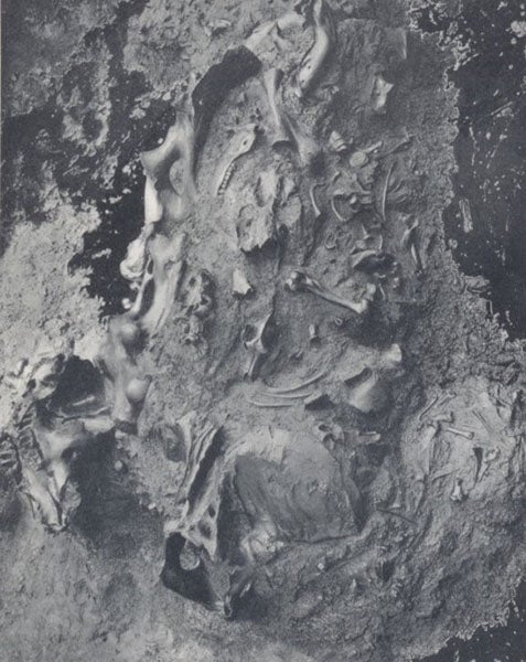 Fossils in situ in Hancock Park, including skull of dire wolf aet top amid hip bones of a ground sloth, photograph, undated, in Chester Stock, Rancho La Brea: A Record of Pleistocene Life in California, 5th ed., 1953 (author’s copy)
