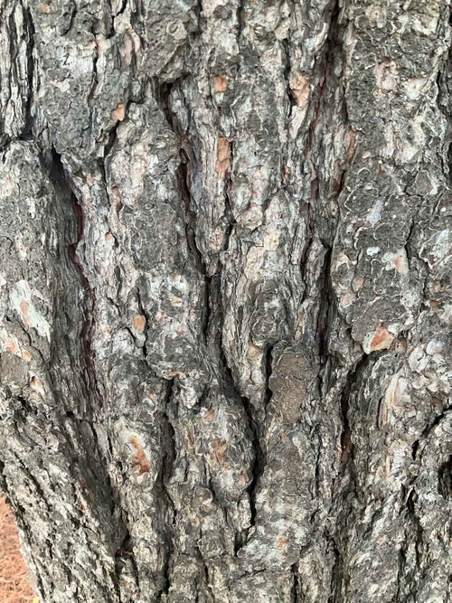 White Pine bark