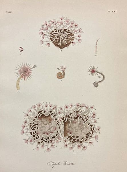 Serpula contorta, a type of tube-worm, hand-colored engraving, John Graham Dalyell, The Powers of the Creator, vol. 3, 1858 (Linda Hall Library)
