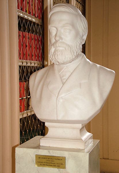 Marble bust of Wyville Thomson, University of Edinburgh, 1883 (University of Edinburgh)