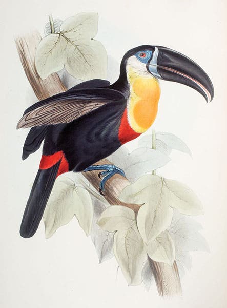 Toucans, a plate from John Gould, A Monograph of the Ramphastidae, 1834, in the McIlhenny Collection (LSU Libraries Special Collections)