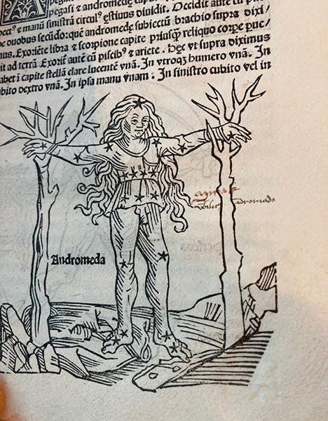 The constellation Andromeda, woodcut in John Argentein’s copy of Hyginus, Poeticon astronomicon, published by Erhard Ratdolt, 1482, now in Gloucester Cathedral Library (photo by Kathy Baldree)