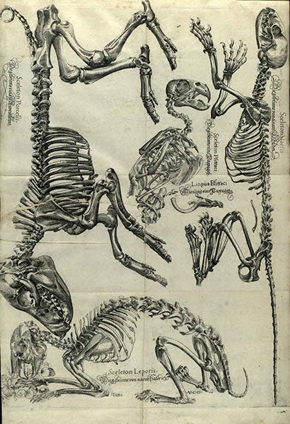 Skeletons of a piglet, a marten, a parrot, and a rabbit, engraving by Volcher Coiter, in his Lectiones Gabrielis Fallopii de partibus similaribus humani corporis, plate 1, 1575, unknown copy (Wikimedia commons)