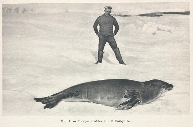 Crab-eating seal basking on the ice, photograph in Expédition antarctique française (1903-1905), by Jean-Baptiste Charcot, vol. 10, 1906-09 (Linda Hall Library)