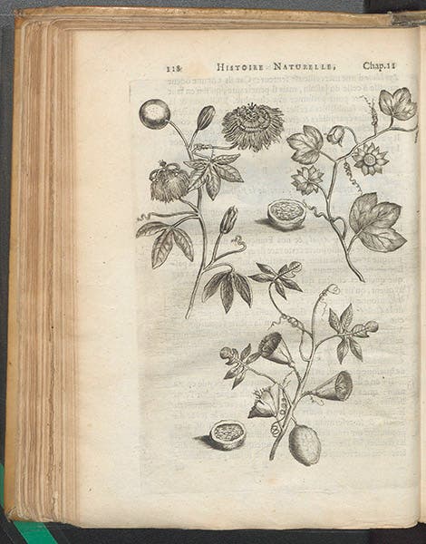 Passion fruit and passionflower, engraving, Charles de Rochefort, Histoire naturelle et morale des iles Antilles de l'Amerique, 1658 (Linda Hall Library)