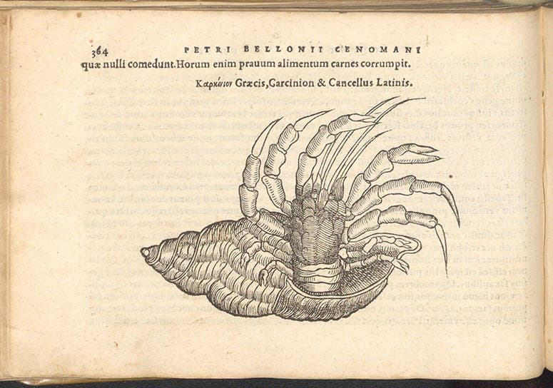 Hermit crab, woodcut in De aquatilibus, by Pierre Belon, 1553 (Linda Hall Library)