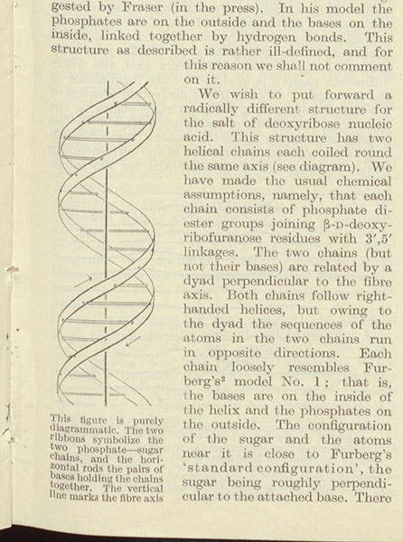 Diagram of the double-helix model of DNA, detail of second image, the first page of Watson-Crick article (Linda Hall Library)
