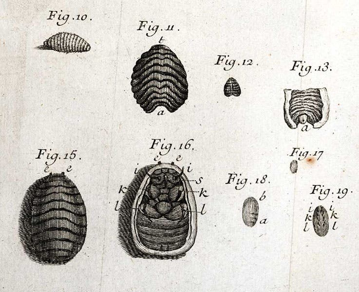 Cochineal scale insects, detail of an engraving in Mémoires pour servir a l'histoire des insectes, by Réne-Antoine Ferchault de Réaumur, vol. 4, 1738 (Linda Hall Library)
