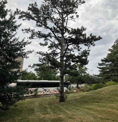 Austrian Pine summer