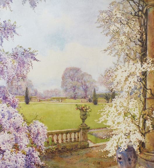 Wisteria depicted in “The Garden Entrance at Dyrffyn House, Cardiff”, by Edith Adie, 1923 (Royal Horticultural Society via The Gardens Trust)