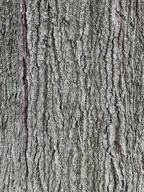 Shumard Oak bark
