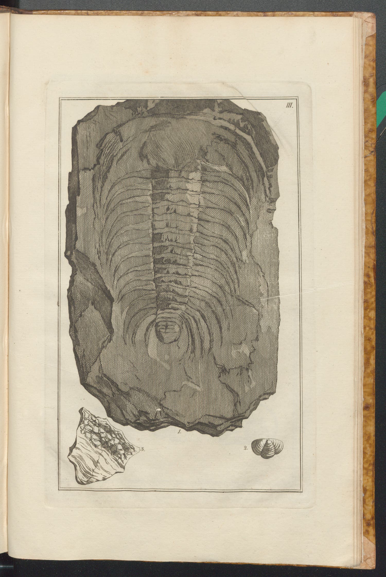 Carl Gustaf Tessin and Carl Linnaeus, Museum Tessinianum. Stockholm: Laurentium Salvium, 1753.