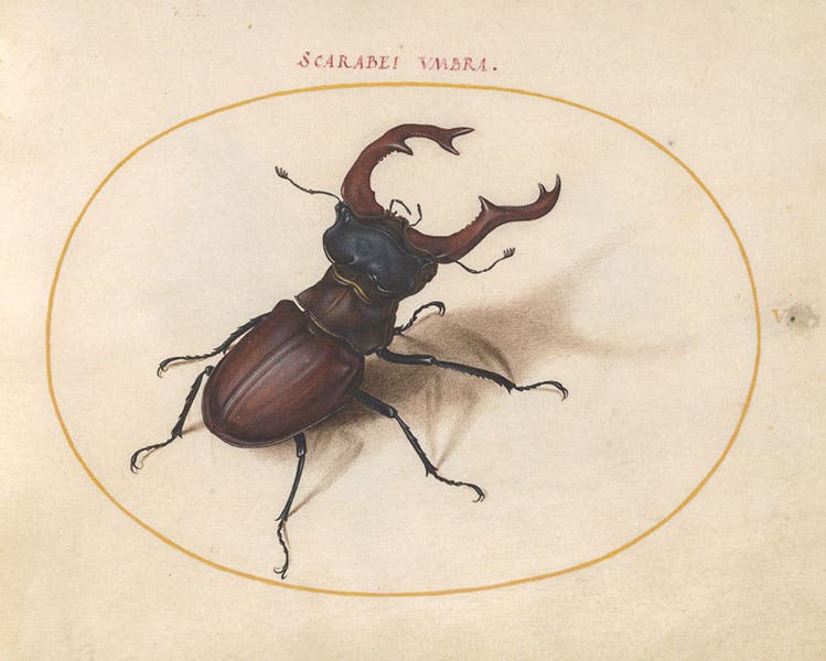 Stag beetle, after Albrecht Dürer, watercolor and gouache on vellum, by Joris Hoefnagel, The Four Elements, Aier volume, 1575-1600, National Gallery of Art, Washington (nga.gov)