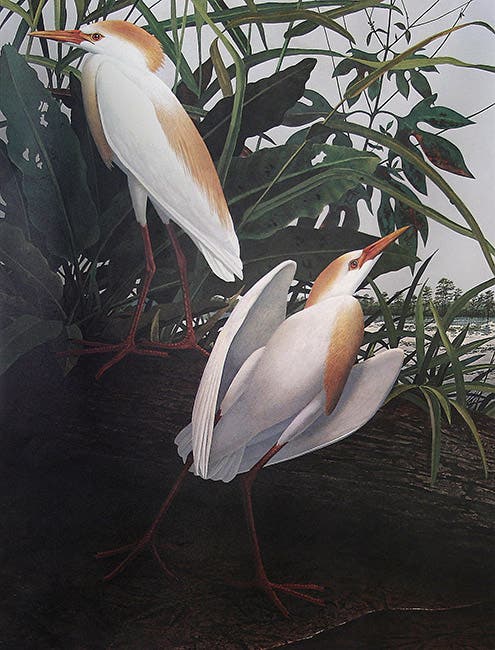 Cattle egret, offset lithograph, in Of Birds and Texas, by Scott and Stuart Gentling, 1986 (art.state.gov)