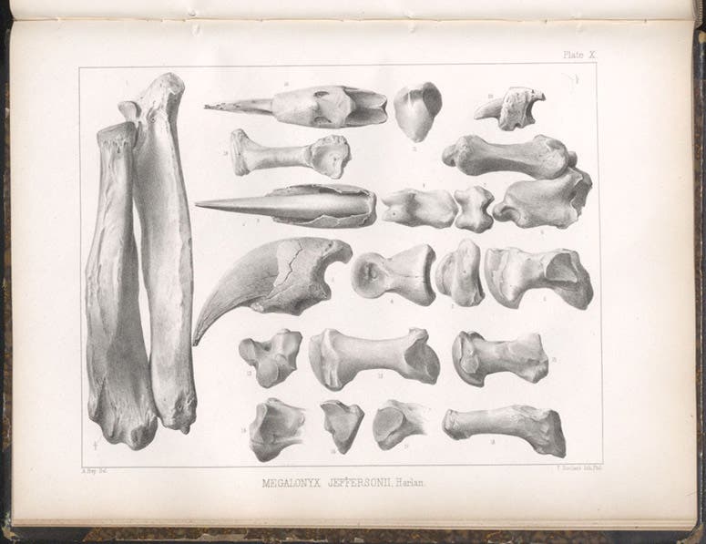 Metacarpals, phalanges, claws, and limb bones of Megalonyx jeffersonii, lithograph in A Memoir on the Extinct Sloth Tribe of North America, by Joseph Leidy, plate 10, 1855 (Linda Hall Library)