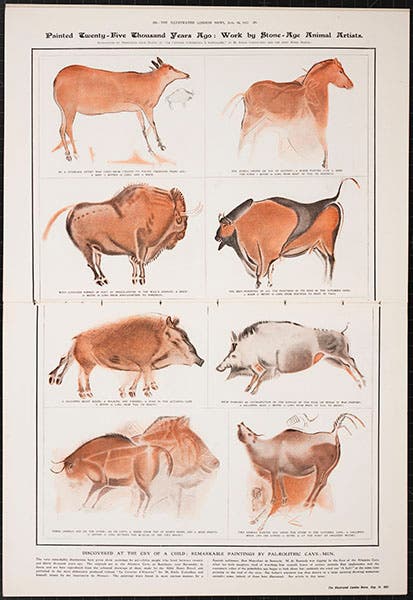 Double-page spread from the Illustrated London News, showing eight Breuil drawings of animal paintings at Altamira, 1912 (Linda Hall Library