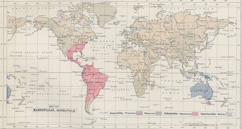 Map of world distribution of marsupials, detail of a larger plate in John George Bartholomew, Atlas of Zoogeography, 1911 (Linda Hall Library)