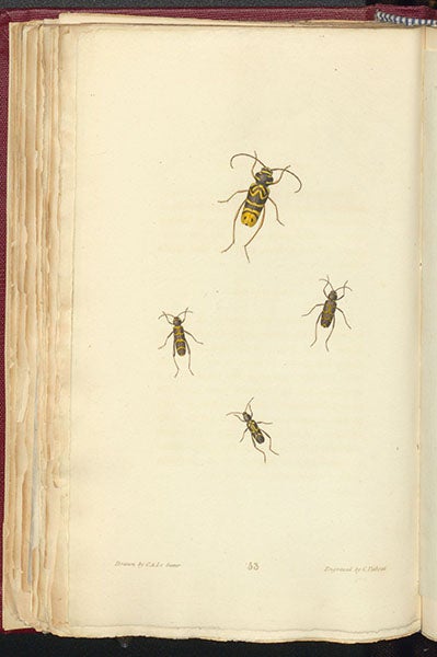 Longhorn beetles, hand-colored engraving by Cornelis Tiebout after drawings by Charles Lesueur, called Clytus by Thomas Say, in his American Entomology, vol. 3, 1824-28 (Linda Hall Library)