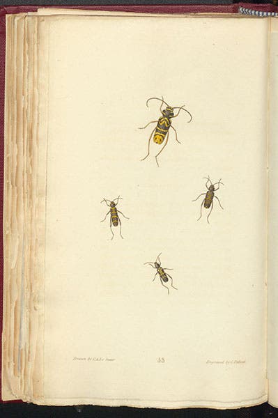 Longhorn beetles, hand-colored engraving by Cornelis Tiebout after drawings by Charles Lesueur, called Clytus by Thomas Say, in his American Entomology, vol. 3, 1824-28 (Linda Hall Library)