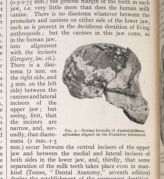 Side view of the Taung skull, detail of photograph from “Australopithecus africanus: The man-ape of South Africa,” by Raymond Dart, Nature, vol. 115, Feb. 7, 1925 (Linda Hall Library)