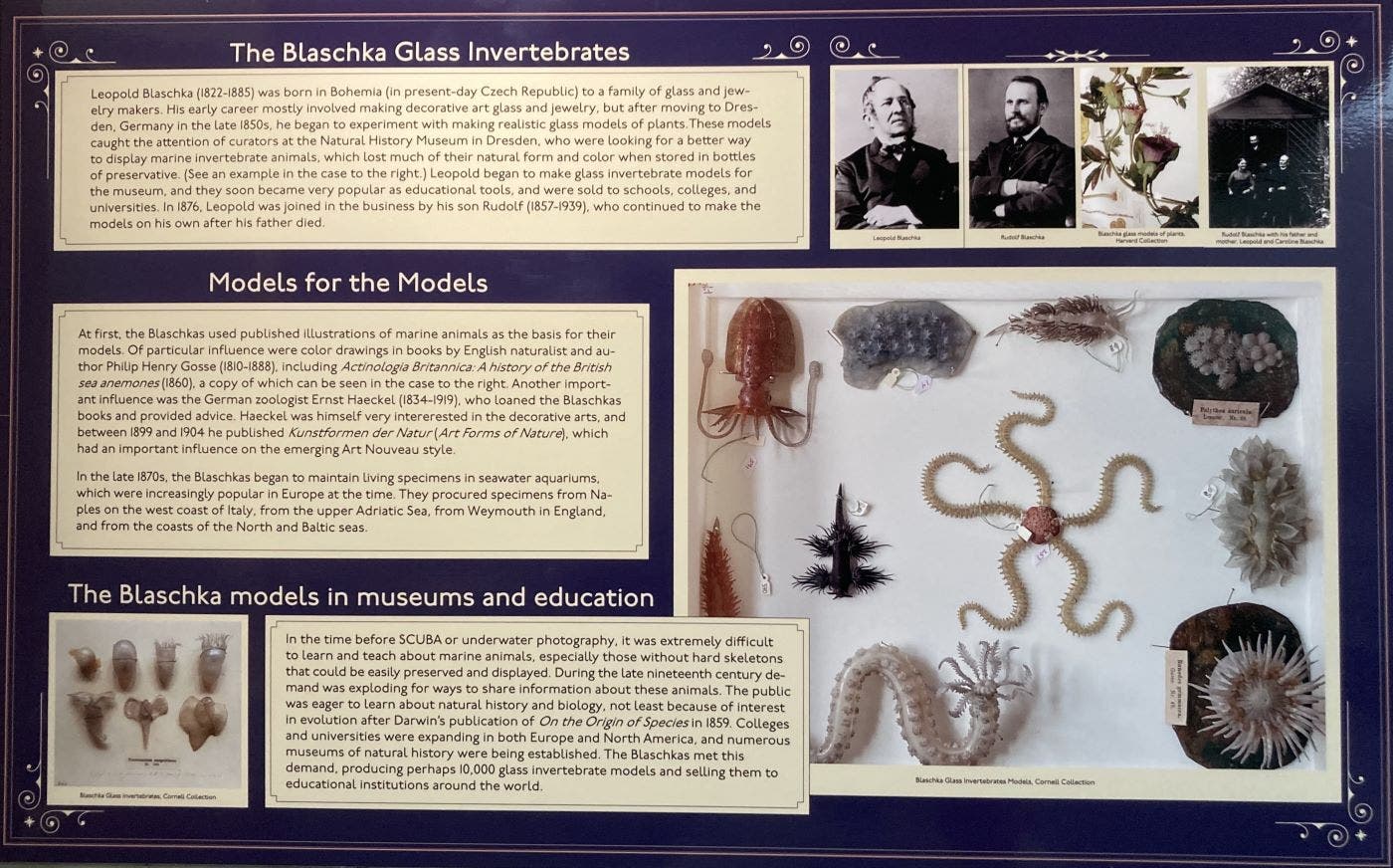 Another example of the signage explaining the Blaschka Marine Invertebrate Collection, Museum of the Earth, Cornell University (photo by the author)