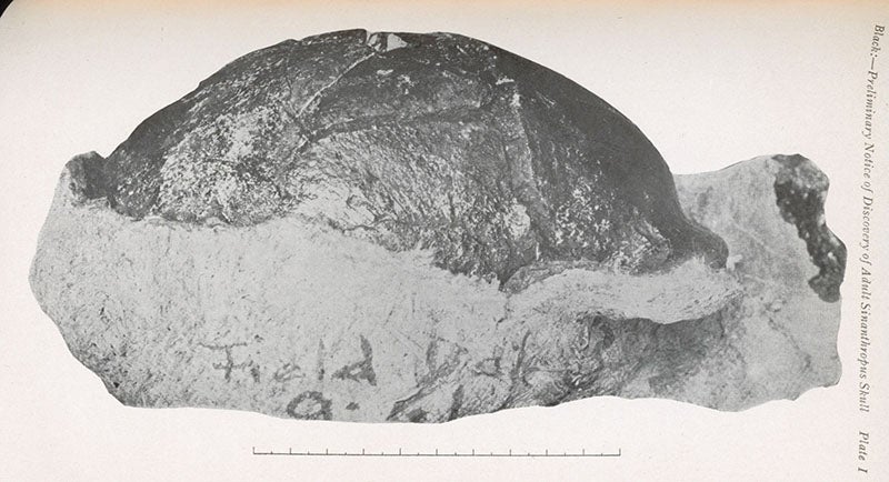 The first skullcap of Peking man (Sinanthropus pekinensis), found by Pei Wenzhong (W.C. Pei) at Dragon Bone Hill, Chou Kou Tien (now Zhoukoudian), Dec. 2, 1929, photograph published by Davidson Black in the Bulletin of the Geological Society of China, vol. 8, 1929 (Linda Hall Library)