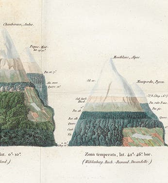 Vegetation pattern on two equatorial mountains (Chimborazo and Popocatépetl), two temperate mountains (Mont Blanc and Mont Perdu), and a “frigid” mountain (Sulitelma, Japan), detail of hand-colored engraved frontispiece, Alexander von Humboldt, De distributione geographica plantarum, 1817 (Linda Hall Library)