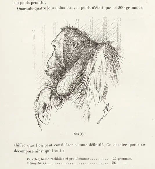 Max the orangutan, at the Paris menagerie, pencil-sketch by Adolphe Millot, in Nouvelles Archives du Muséum d’Histoire Naturelle, ser. 3, vol. 7, 1895 (Linda Hall Library)