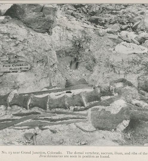 <i>Brachiosaurus</i> vertebrae <i>in situ</i> in Quarry 13 near Grand Junction, Co., photograph, from article by Elmer Riggs in <i>Field Columbian Museum, Publications, Geological series</i>, vol. 2, 1904 (Linda Hall Library)