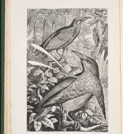 “Wallace’s standard wing,” a bird of paradise, wood engraving, The Malay Archipelago, by Alfred Russel Wallace, vol. 1, 1869 (Linda Hall Library)