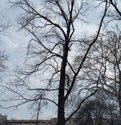 Pecan winter
