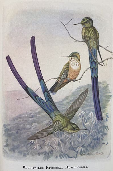 Blue-tailed ethereal hummingbird, by Louis Agassiz Fuertes, in Autobiography of a Bird-Lover, by Frank M. Chapman, p. 352, 1933 (Linda Hall Library)