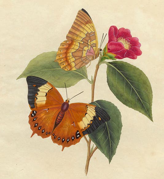 Papilio bernardus butterfly, shown on a Camelia japonica (Japanese rose), detail of hand-colored engraving in An Epitome of the Natural History of the Insects of China, by Edward Donovan, 1798 (Linda Hall Library